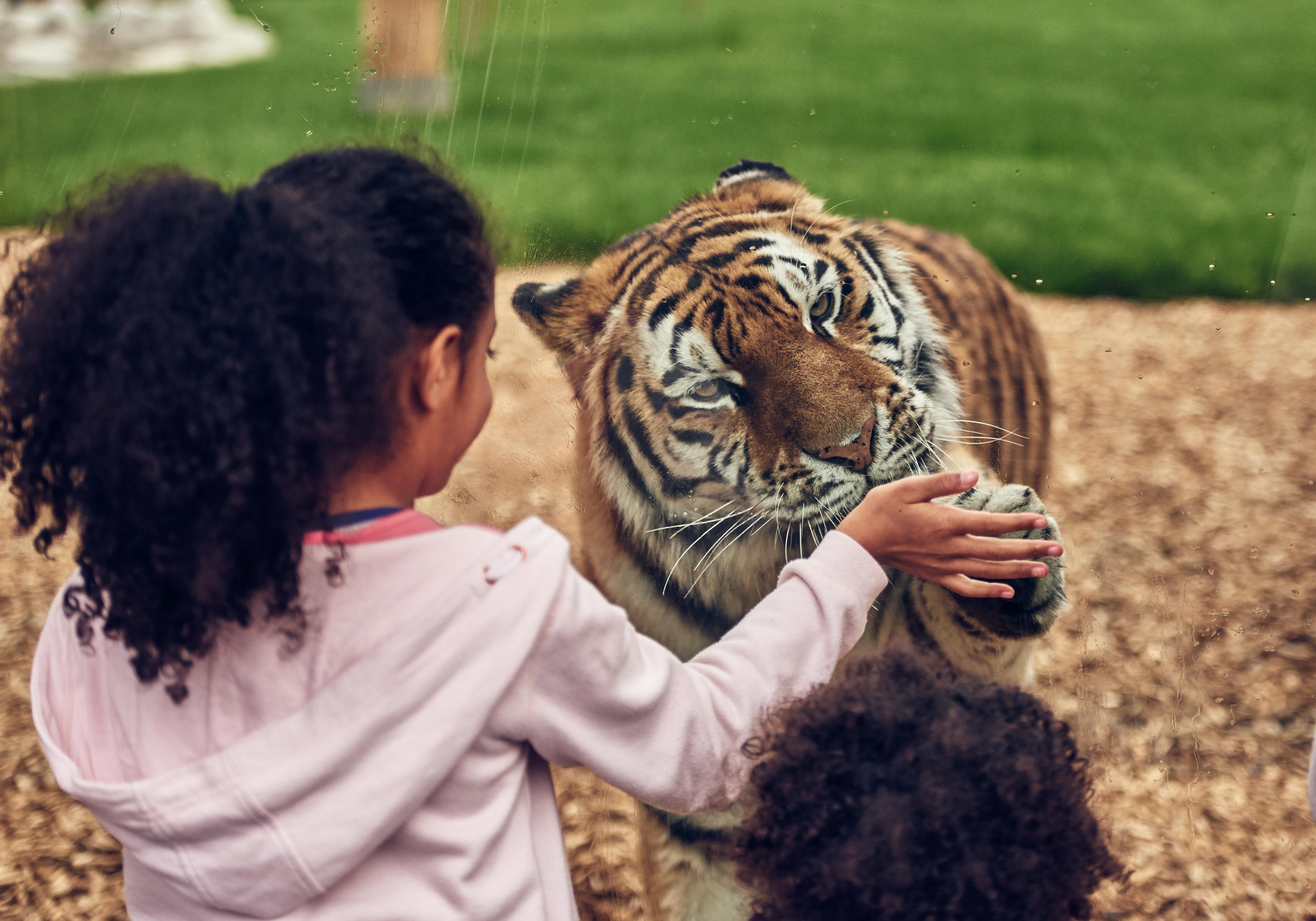 Get a Free Carer Ticket and Ride Access Pass at Chessington World of Adventures